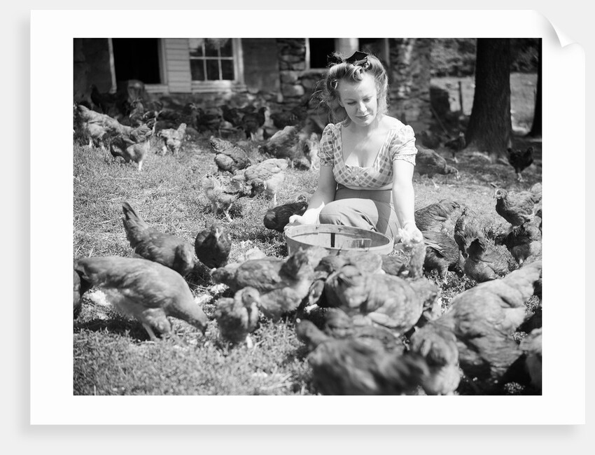 Woman Sits And Hand Feeds Chickens by Anonymous