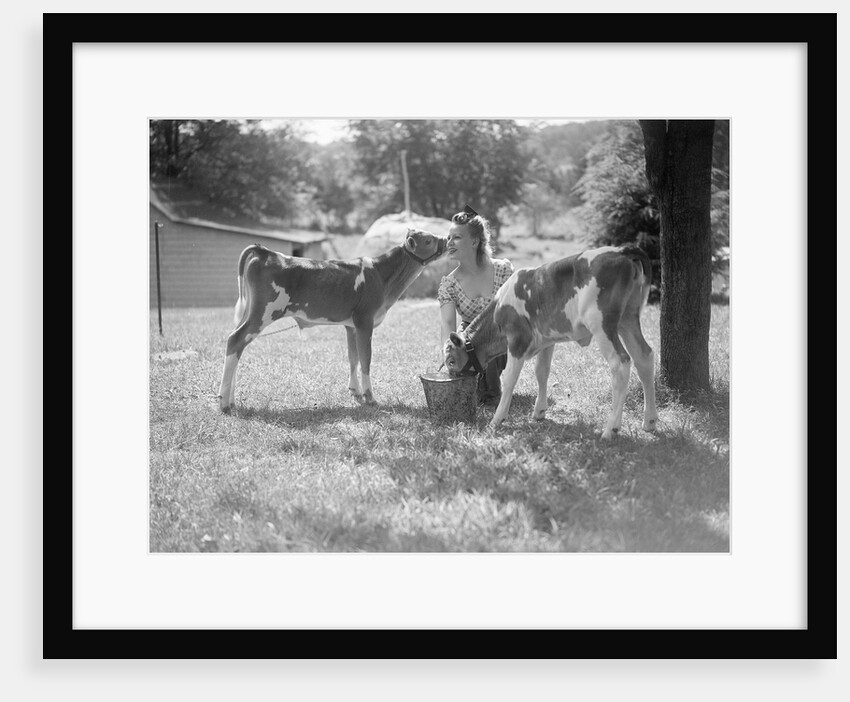 Woman Feeding Calves On Farm by Anonymous