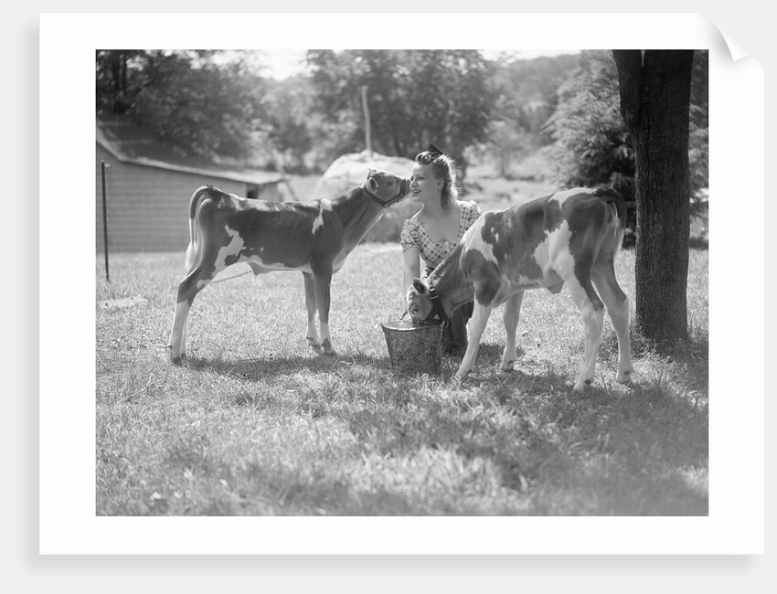 Woman Feeding Calves On Farm by Anonymous
