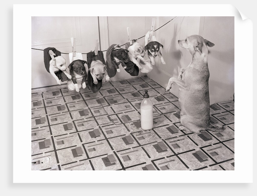 Chihuahua Feeding Her Pups by Anonymous