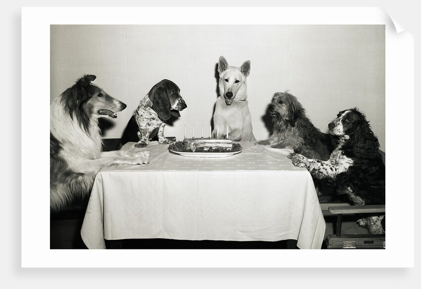 Movie Dog and Friends Celebrating Birthday by Anonymous