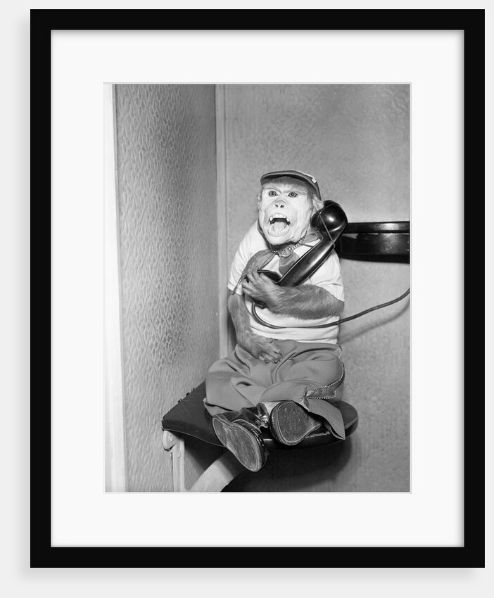 Monkey in Clothing Holds Phone Receiver by Anonymous