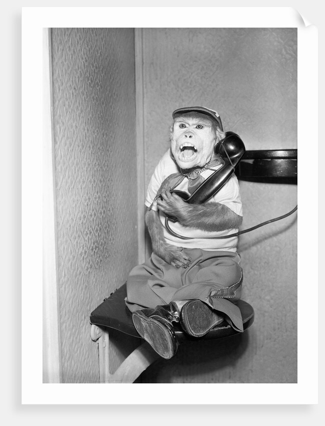 Monkey in Clothing Holds Phone Receiver by Anonymous