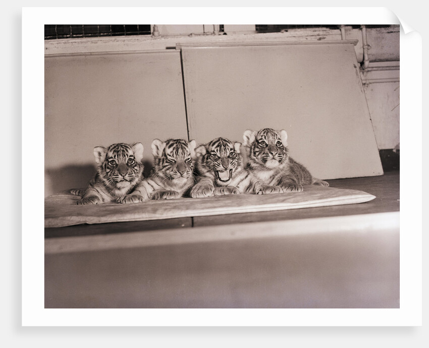 Tiger Cub Quadruplets at Bronx Zoo by Anonymous