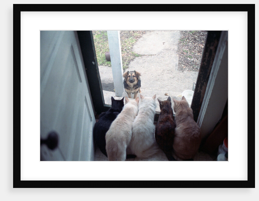 Dog Looking Through Cat-Lined Window by Anonymous