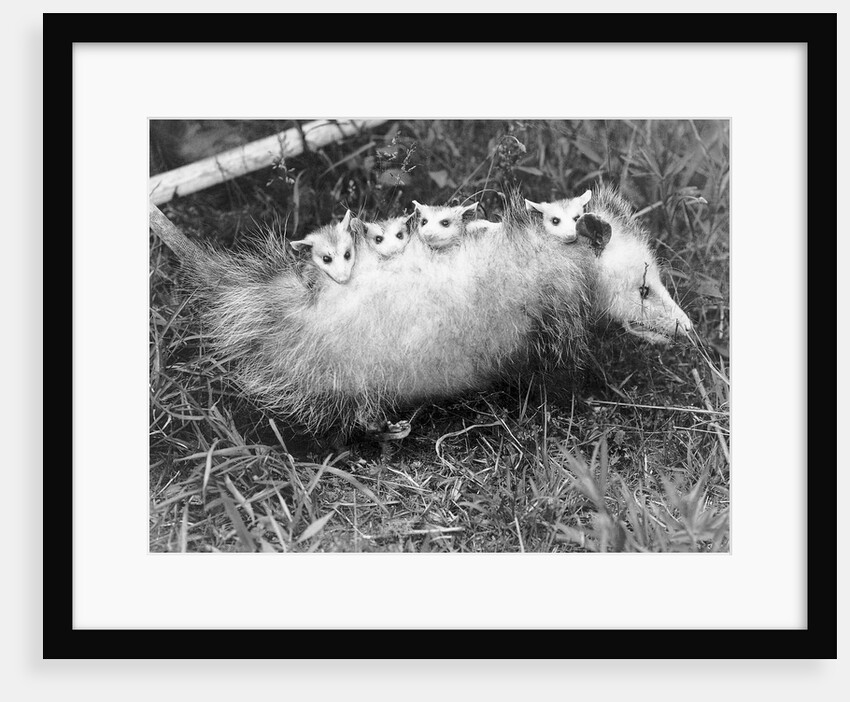 Female Opossum With Young by Anonymous