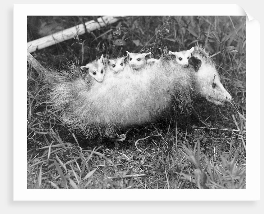 Female Opossum With Young by Anonymous