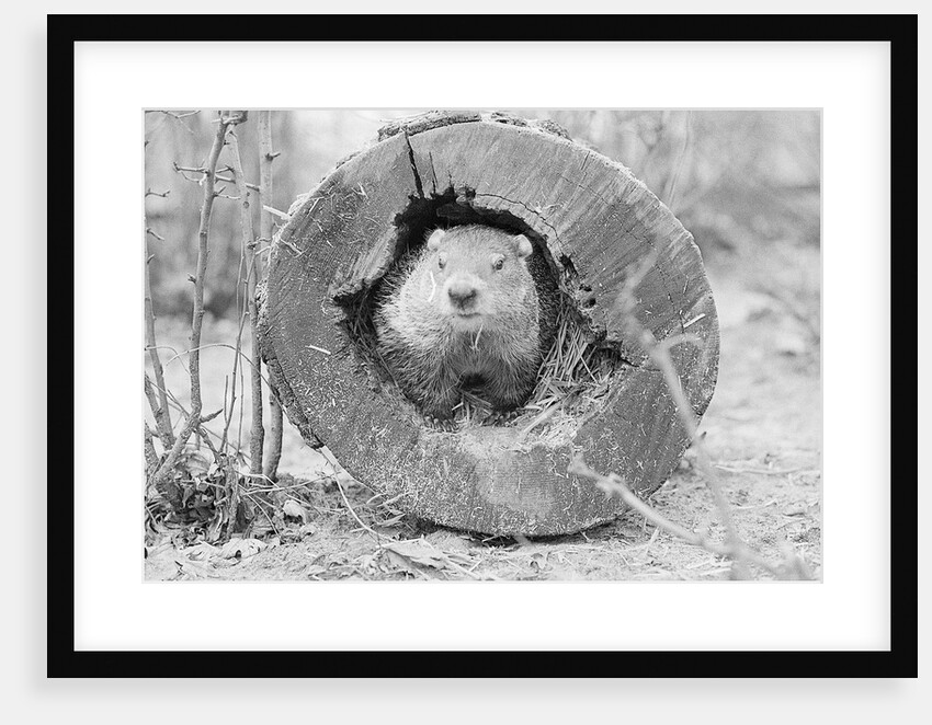 Groundhog in Hollow Log by Anonymous