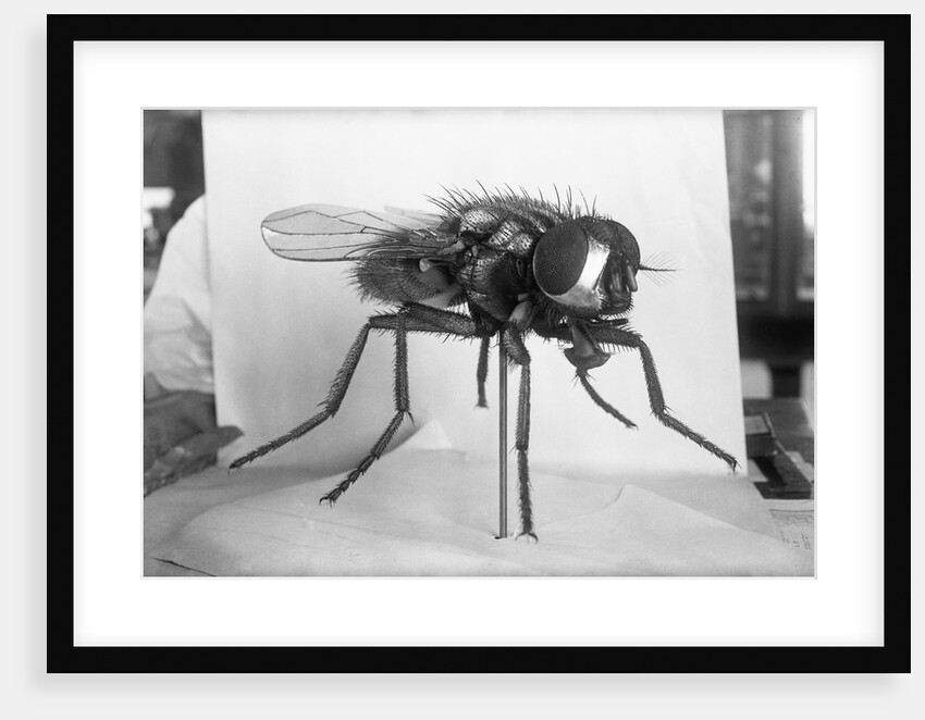 Close-Up Of A Fly by Anonymous