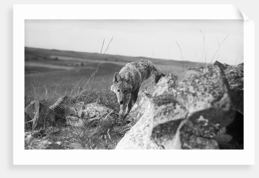 Coyote On Prairie Lurking For Prey by Anonymous