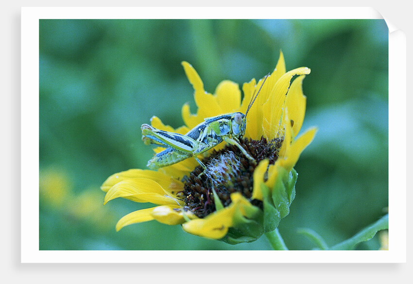 Grasshopper on Sunflower by Anonymous