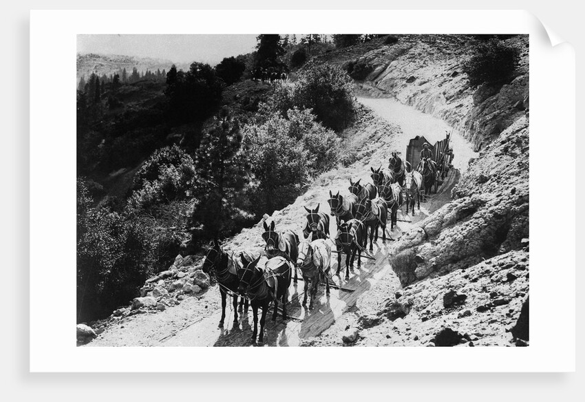 Pack Of Team Mules Going Through Sonora Pass by Corbis