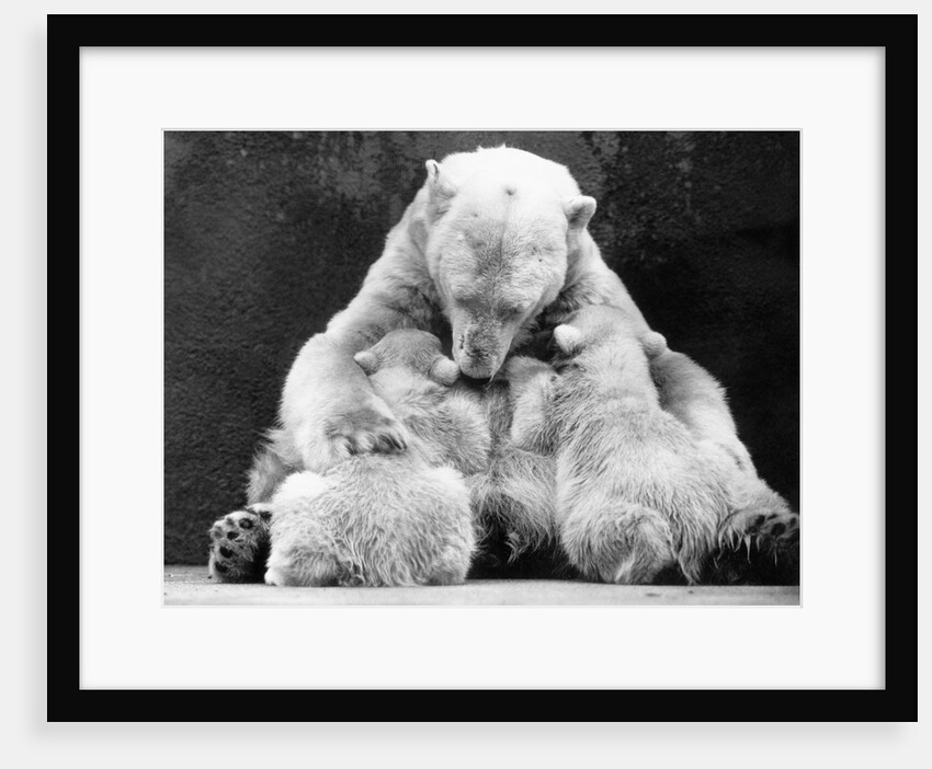 Polar Bear With Her Babies by Anonymous