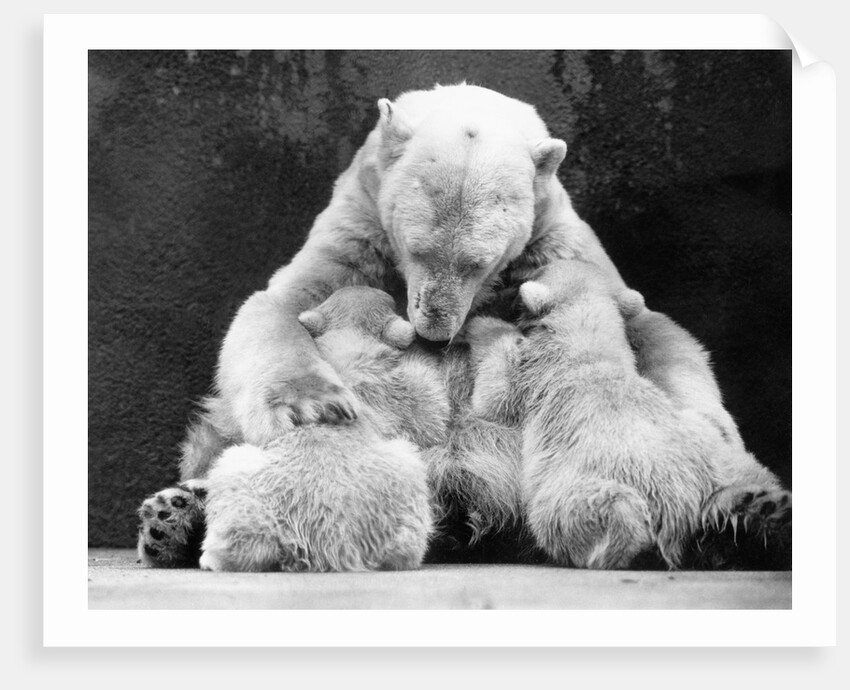 Polar Bear With Her Babies by Anonymous