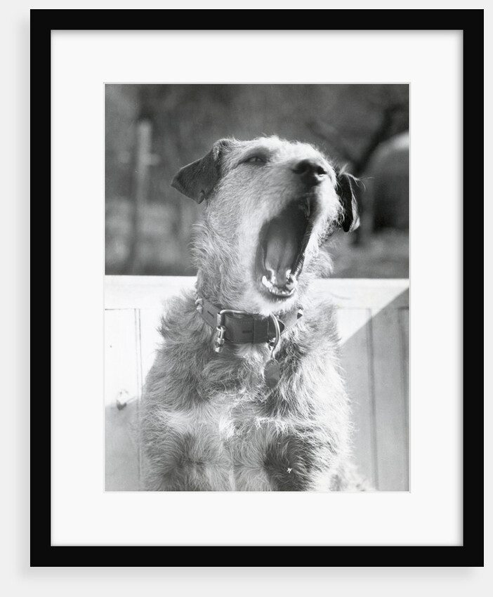 Dog Yawning by Anonymous