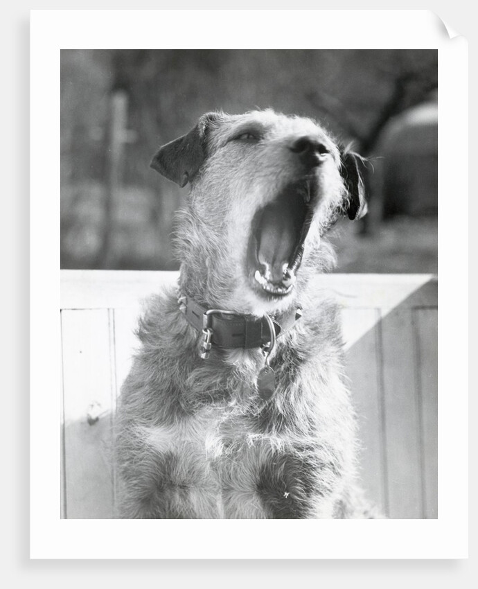Dog Yawning by Anonymous