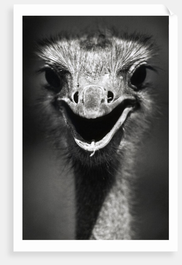 Ostrich Head by Anonymous