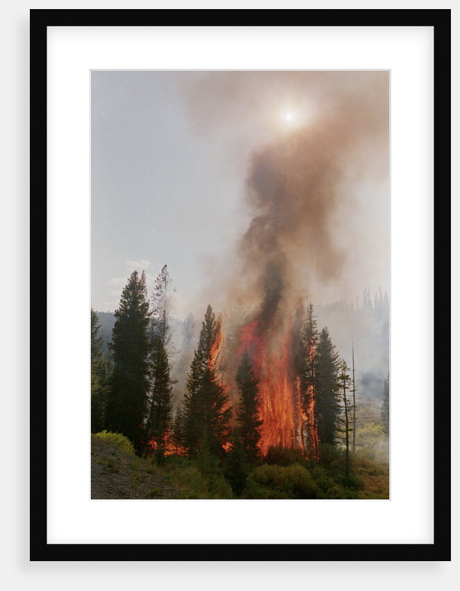 Trees Burning In Forest Fire by Anonymous