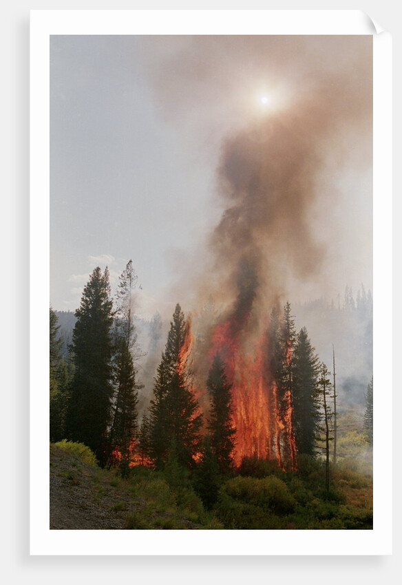 Trees Burning In Forest Fire by Anonymous