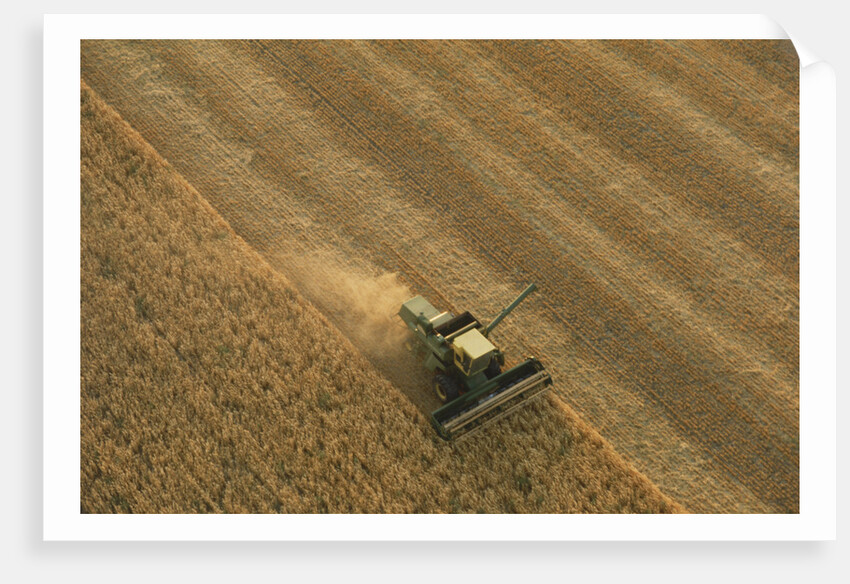 Thrasher Moves Through Wheat Field by Anonymous
