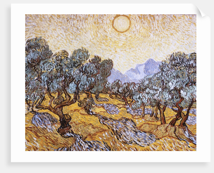 The Olive Trees by Vincent Van Gogh