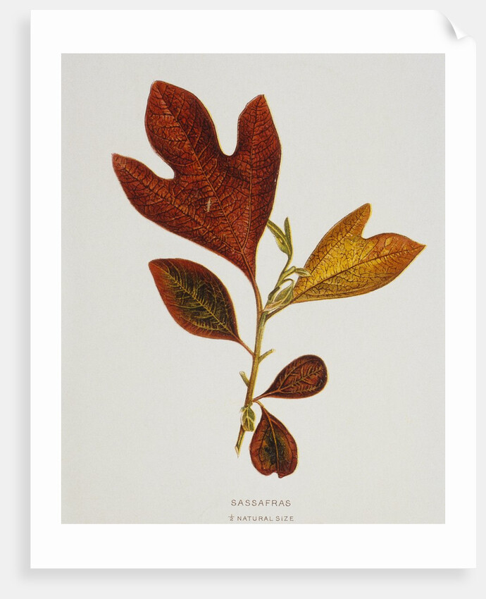 Illustration of Sassafras Leaves by Anonymous