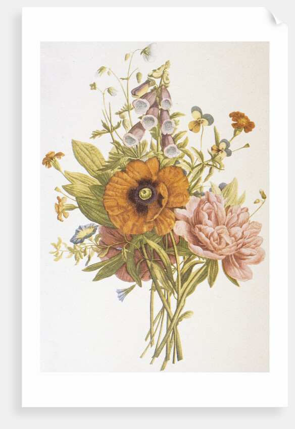 Illustration Depicting a Bouquet of Poppies, Carnations and Foxglove by Anonymous