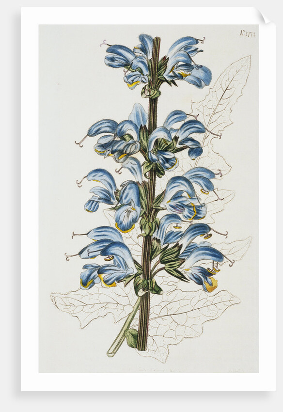 Illustration Depicting Bicolor Sage Plant by Anonymous