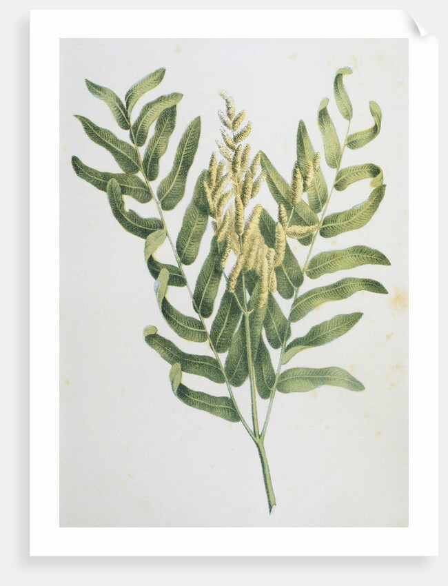 Illustration Depicting a Branch of a Royal Fern by Anonymous