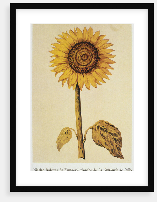 The Sunflower by Nicolas Robert