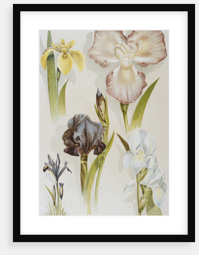 Illustration Depicting Various Types of Irises by Anonymous