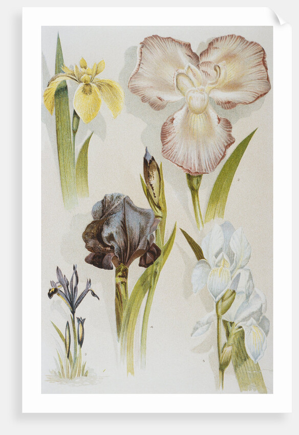 Illustration Depicting Various Types of Irises by Anonymous
