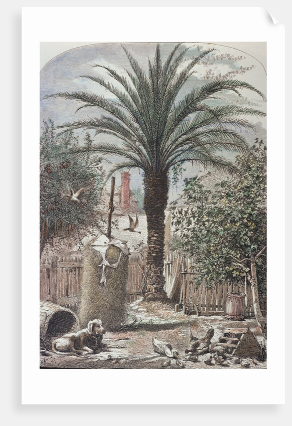 Illustration Depicting a Farmyard in St. Augustine, Florida by Anonymous