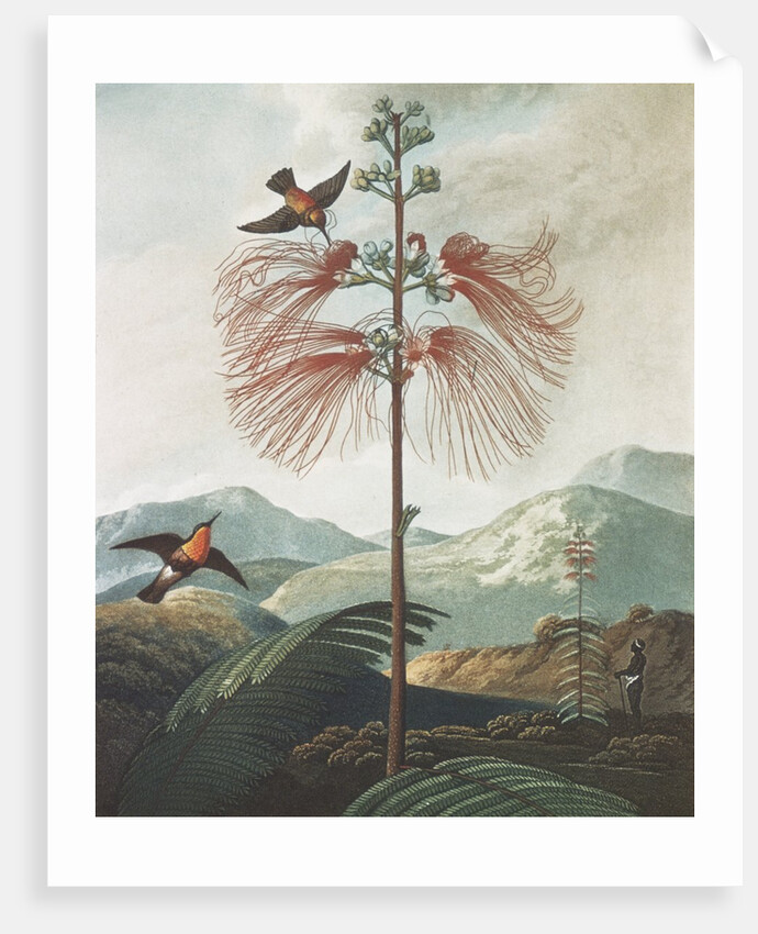 Illustration Depicting Hummingbirds Feeding from a Plant by Anonymous