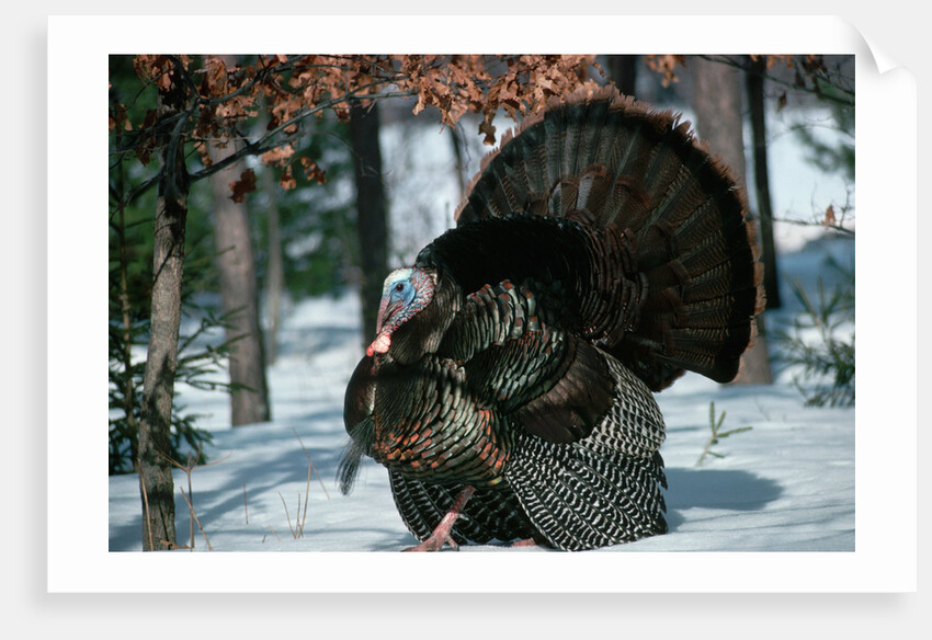 Wild Turkey by Anonymous