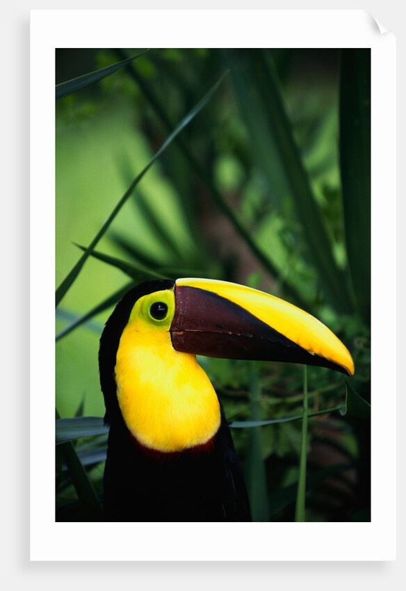 Chestnut-Mandibled Toucan by Anonymous