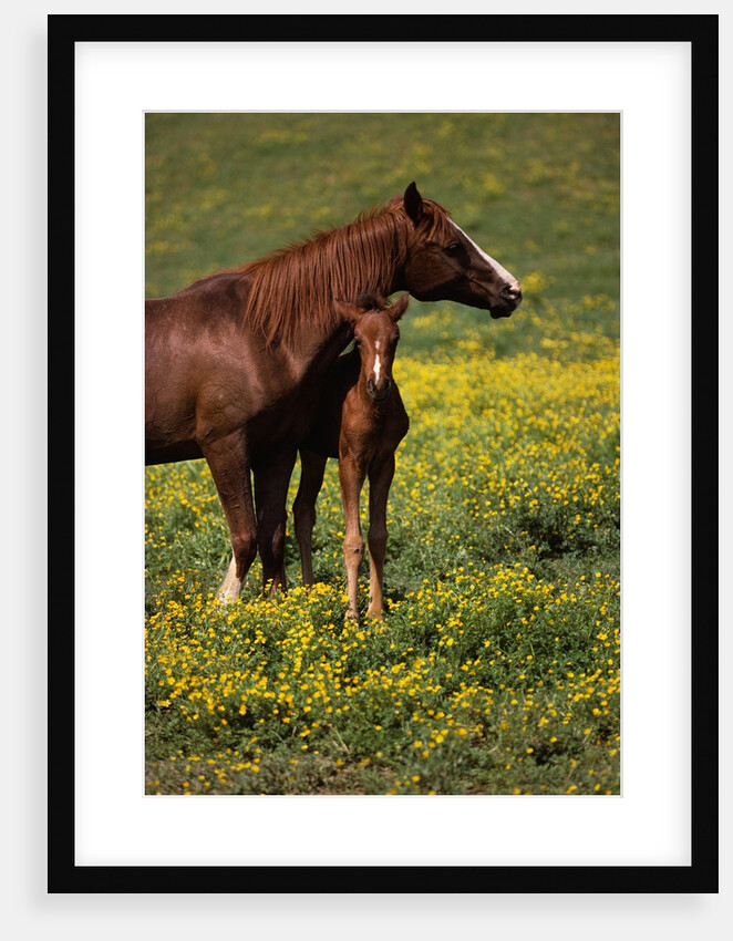 Arabian Mare and Foal by Anonymous