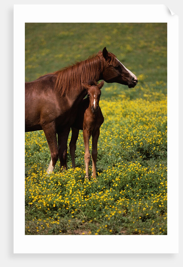 Arabian Mare and Foal by Anonymous