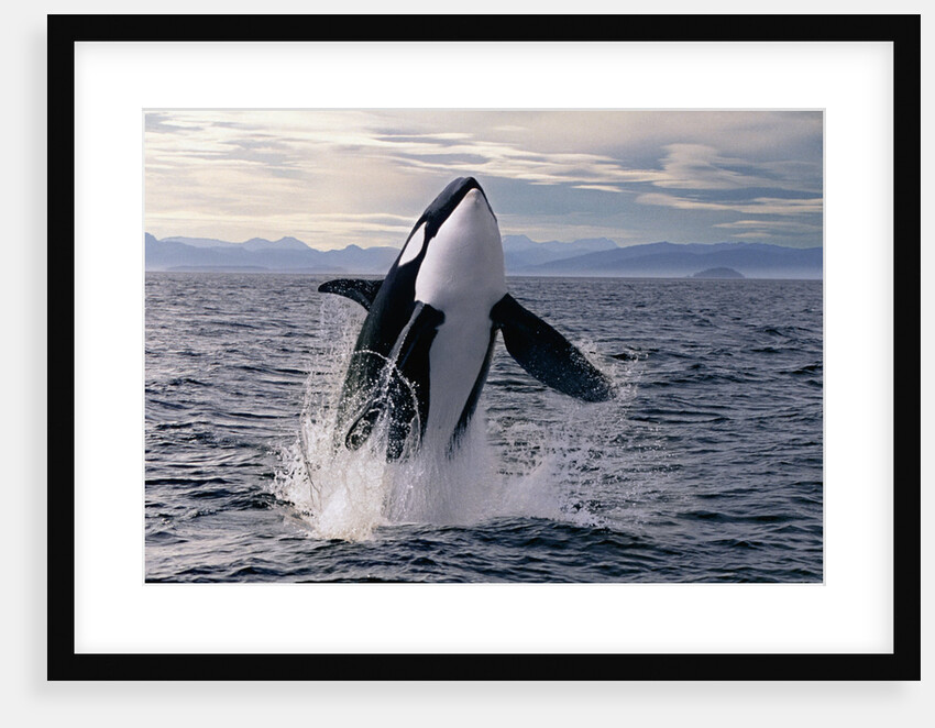 Breaching Killer Whale (digital composite) by Anonymous