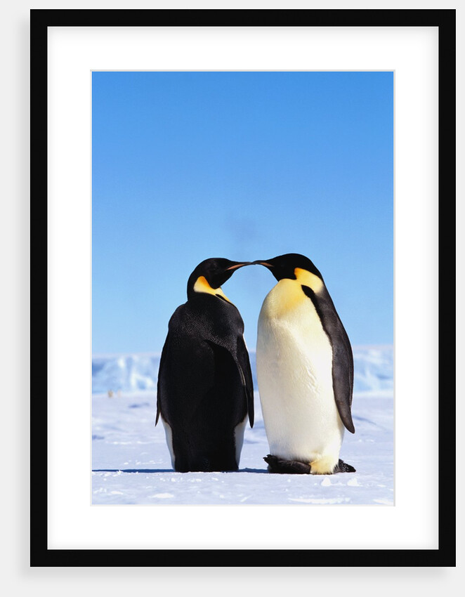 Emperor Penguins Greeting by Anonymous