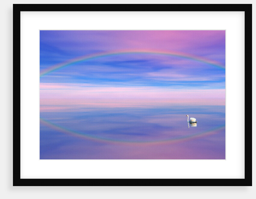 Rainbow Reflecting over Swan by Anonymous