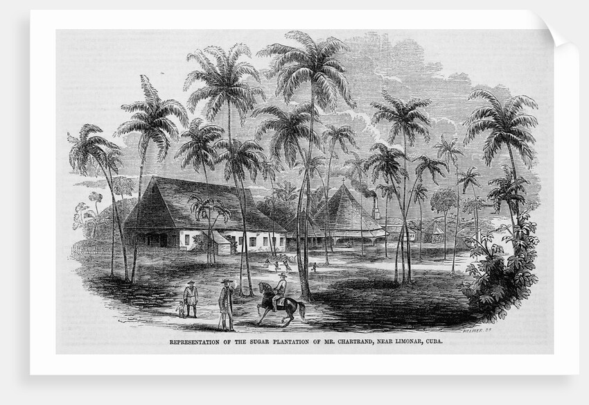 Sugar Plantation by Anonymous