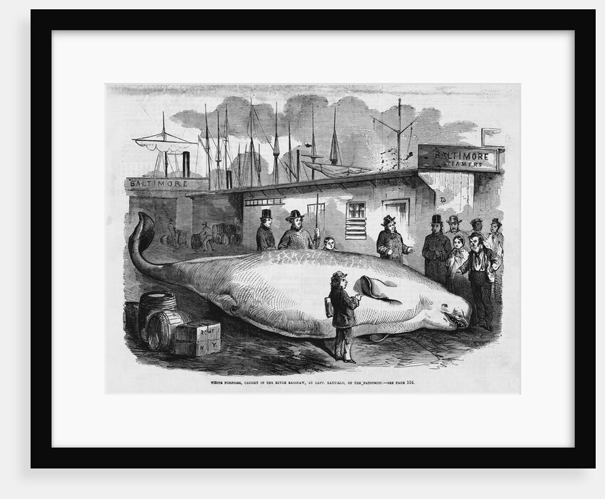 White Porpoise by Anonymous