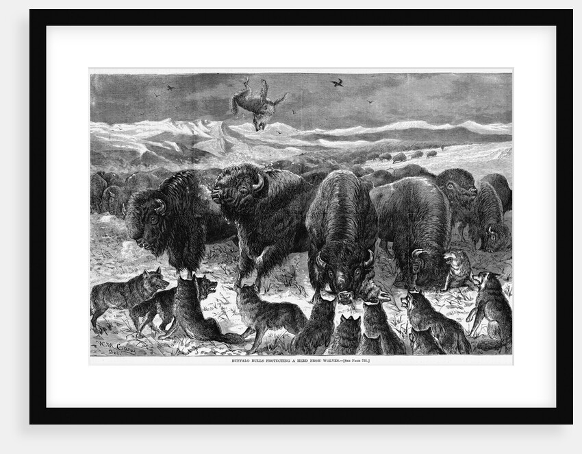 Buffalo Bulls Guarding Herd by Anonymous