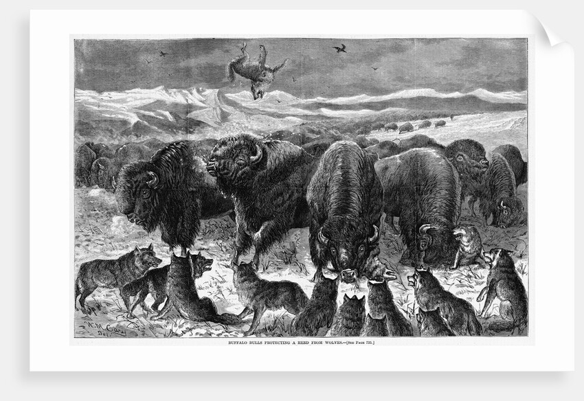 Buffalo Bulls Guarding Herd by Anonymous