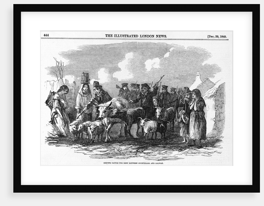 Irish Cattle Drive by Anonymous