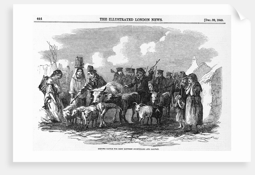 Irish Cattle Drive by Anonymous