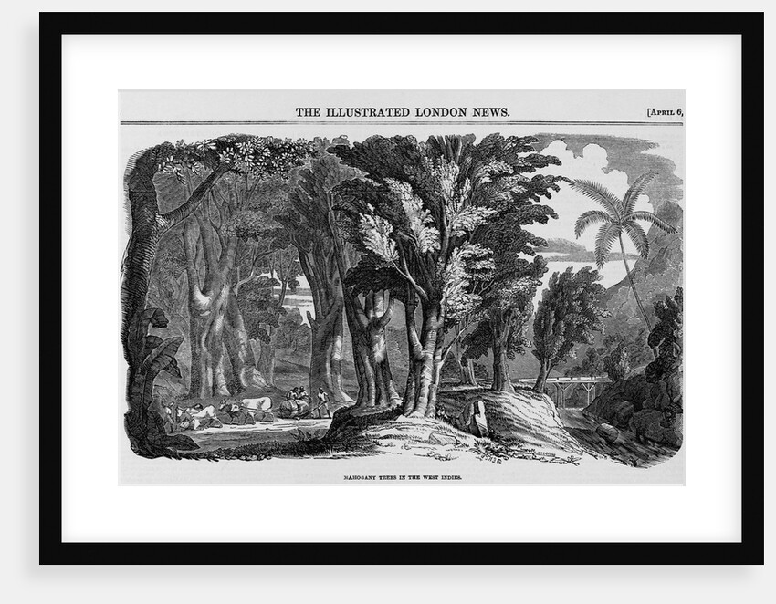 Grove of Mahogany by Anonymous