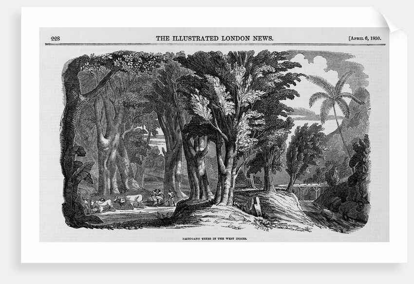 Grove of Mahogany by Anonymous