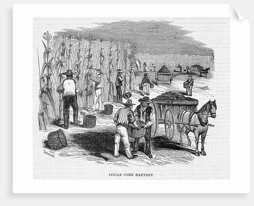 Harvesting Corn by Anonymous